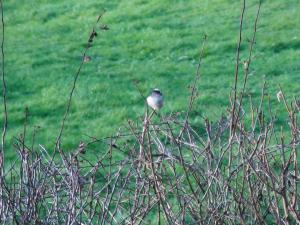Long Tailed Tit